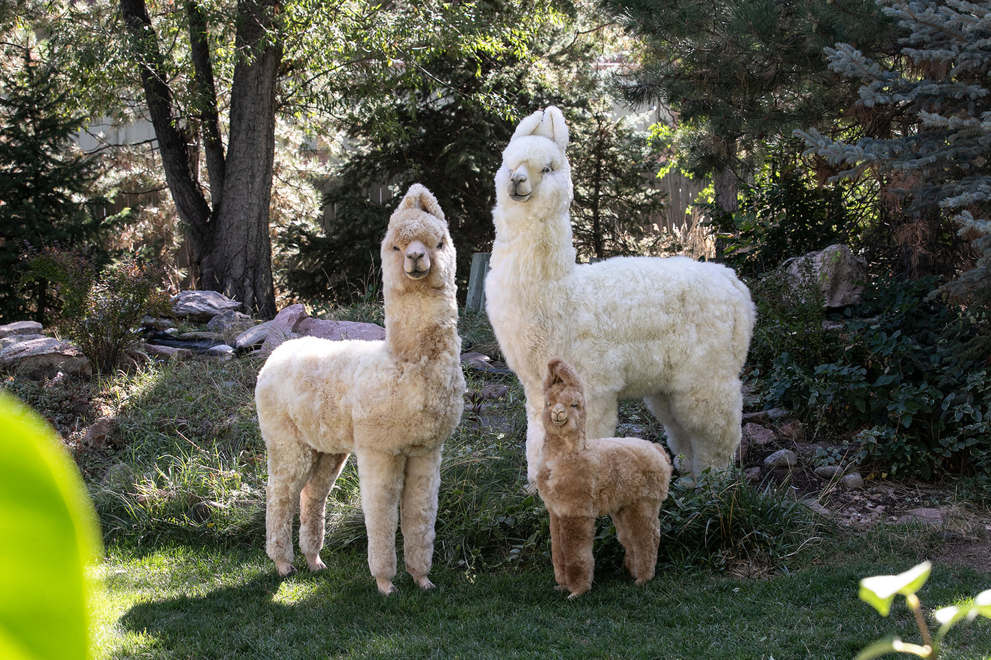Alpaca Sculpture